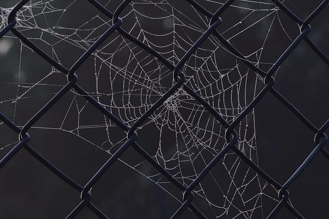 Network
